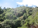 Outcropping silicification